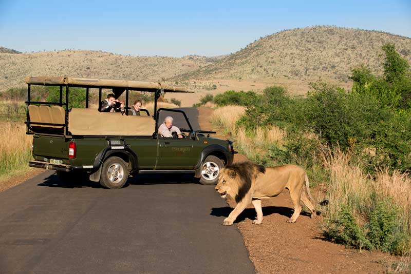 Responsible game driving in Pilanesberg