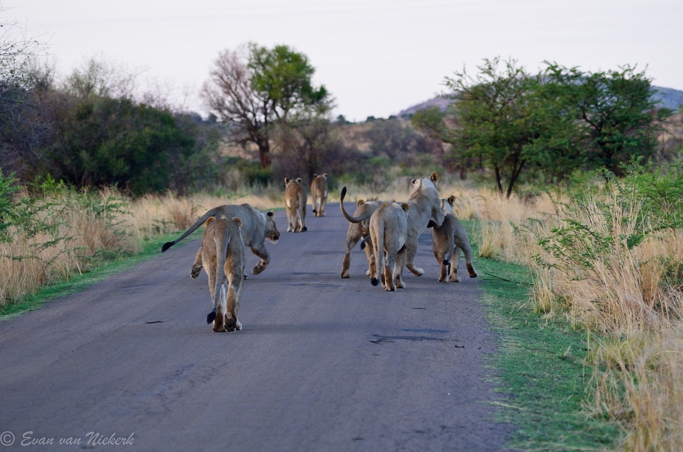 A pride of lions in Pilanesberg