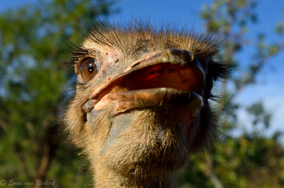 A peeking ostrich