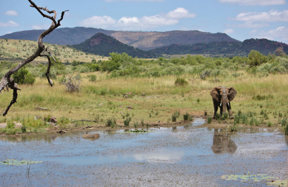 Elephant-Pilanesberg