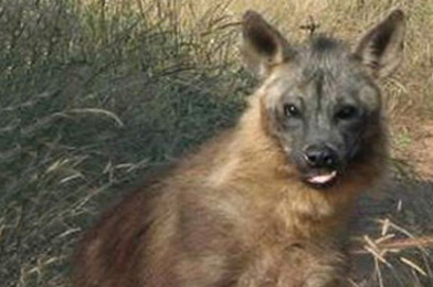 Brown-Hyaena-354