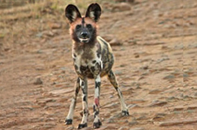 WildDog-Sub-Adult-354