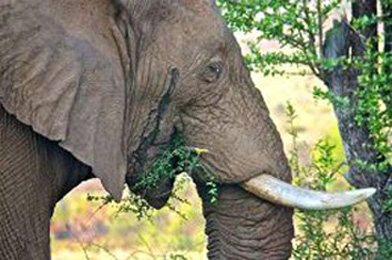 elephant-eating-354