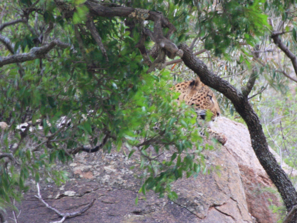 Spotting the Elusive Leopard in Pilanesberg