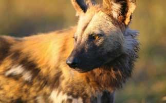Dinner with Pilanesberg’s African Wild Dogs