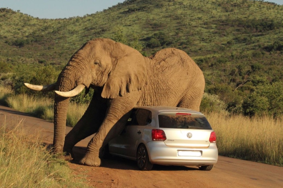 elephant-car-pilanesberg