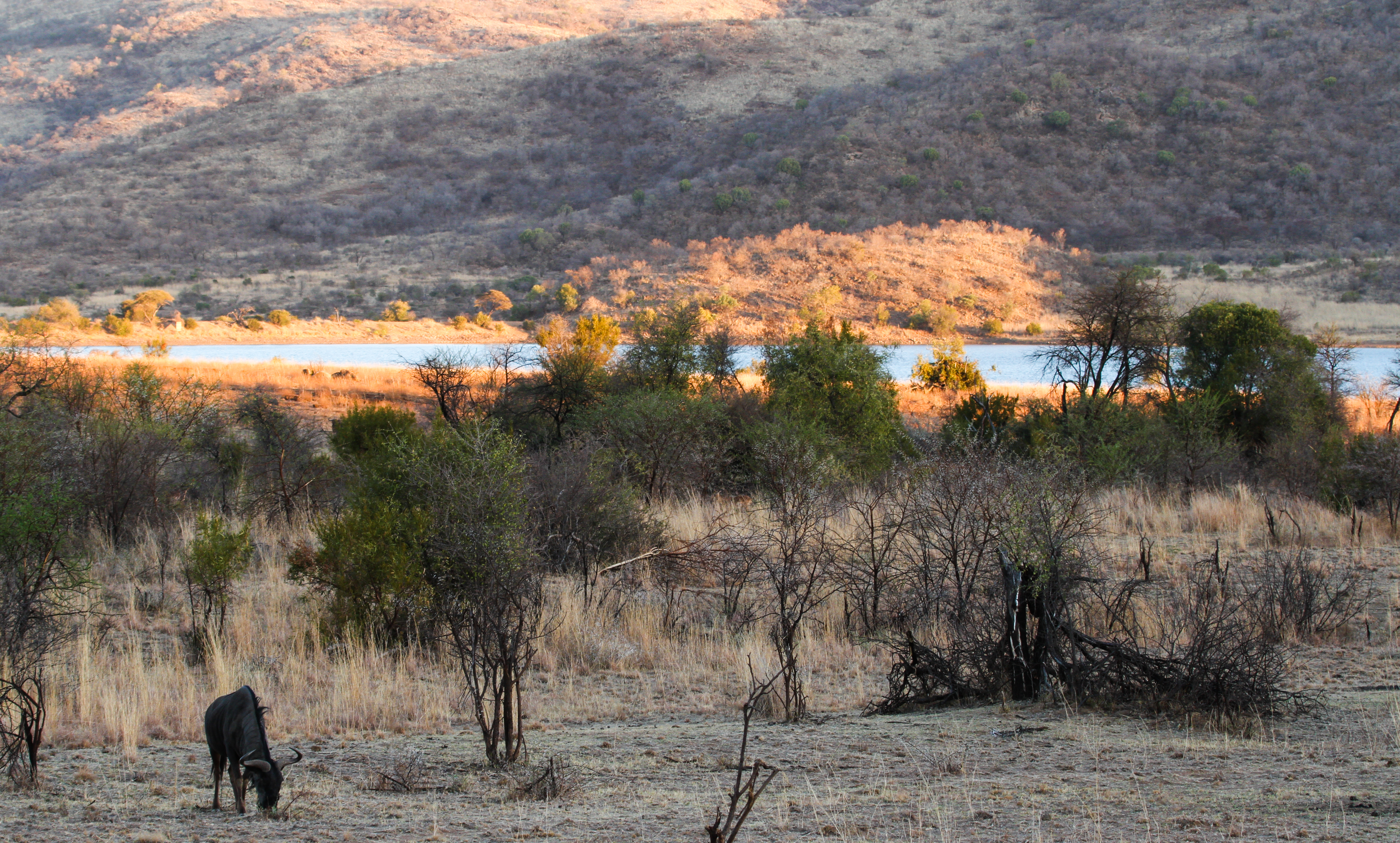 A Wild Week in the Pilanesberg