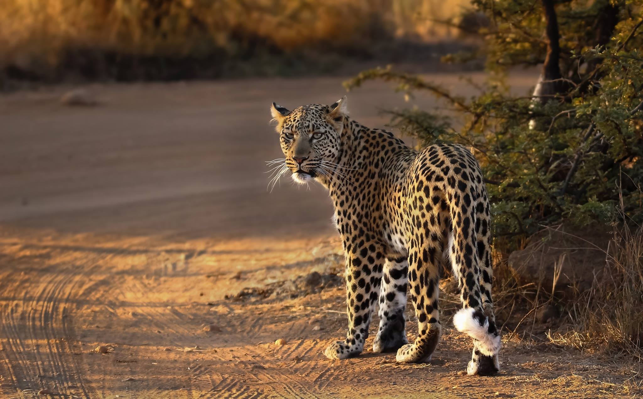 Courtesy of Heinrich Neumeyer