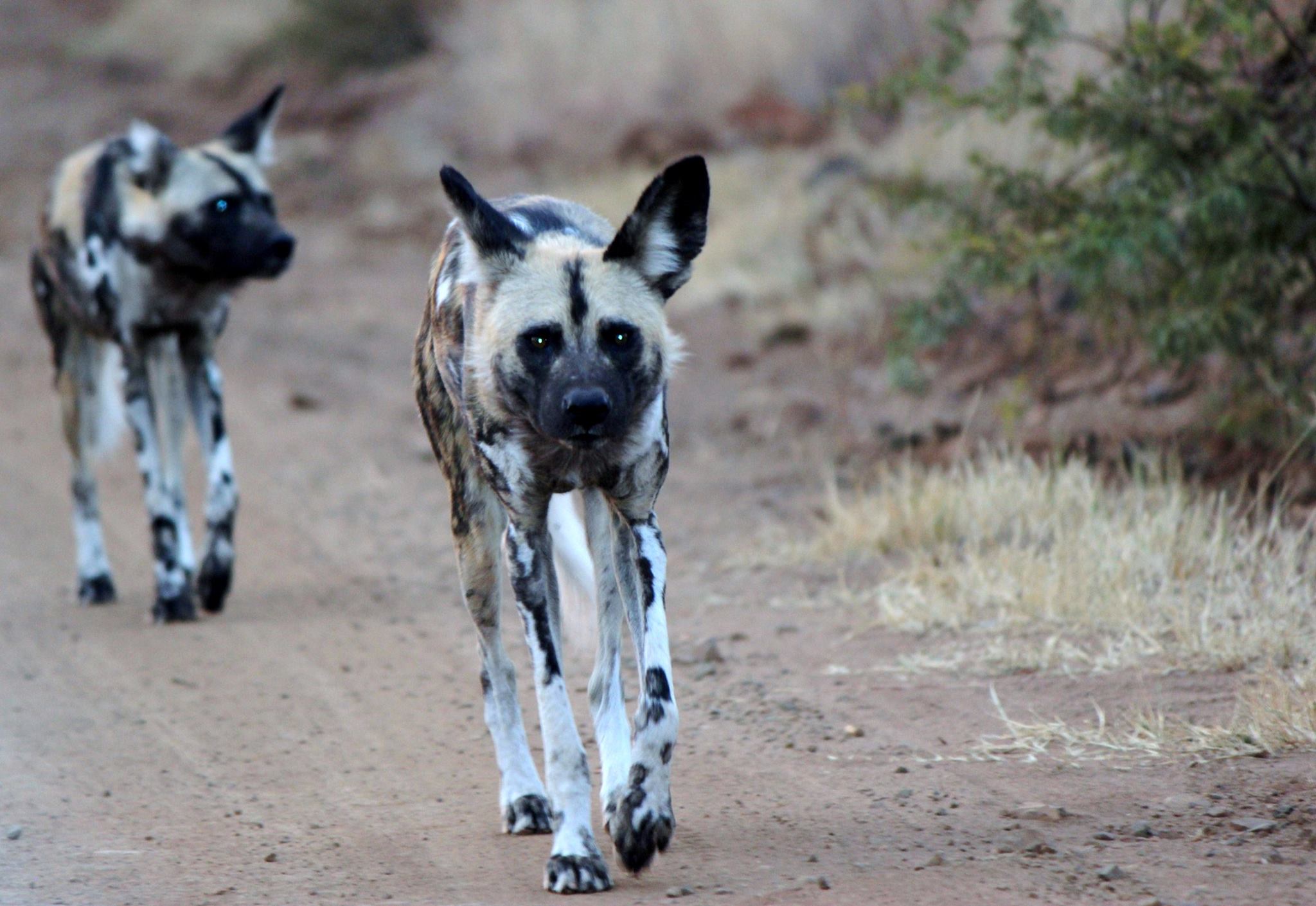 Courtesy of Simon Atlas