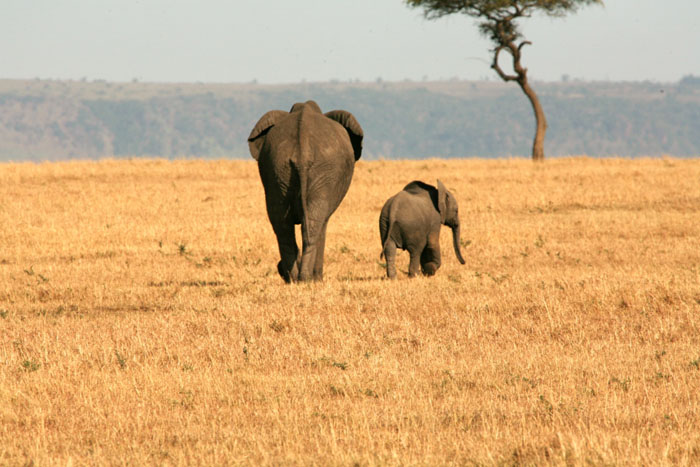 On-the-road-again-Francis-Garrard