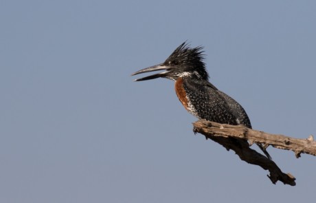 Giant Kingfisher (1)