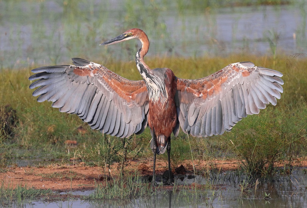 Pilanesberg – A Bird Lover’s Haven!