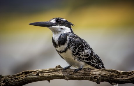 Kingfisher – Simon Cox